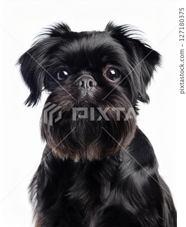 比利時格里芬犬肖像 127180375