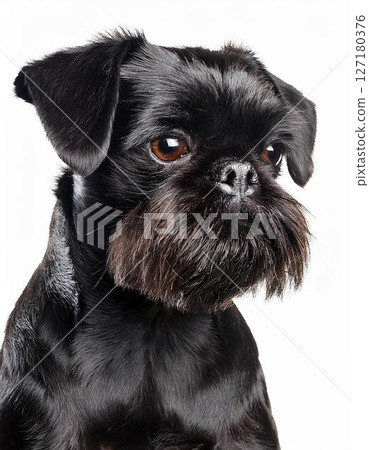 比利時格里芬犬肖像 比利時格里芬犬肖像 127180376