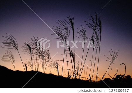 Susuki黃昏時分 127180417