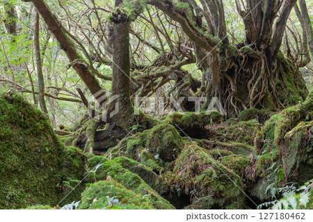 屋久島白谷雲水峽:日本最美的苔蘚森林(一月) 屋久島白谷雲水峽:日本最美的苔蘚森林(一月) 127180462