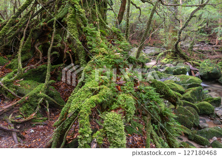 屋久島白谷雲水峽:日本最美的苔蘚森林(一月) 屋久島白谷雲水峽:日本最美的苔蘚森林(一月) 127180468