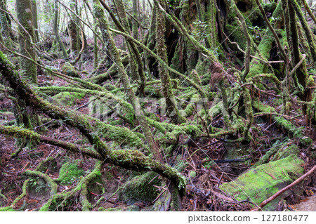 Yakushima Shiratani Unsuikyo: Japan's most beautiful moss forest (January) 127180477