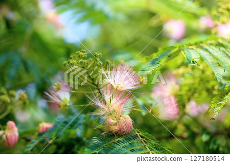 可愛的合歡樹花 可愛的合歡樹花 127180514