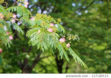 可愛的合歡樹花 可愛的合歡樹花 127180515