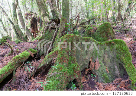 Yakushima Shiratani Unsuikyo Gorge: Yakusugi stump where the gods reside (January 127180633