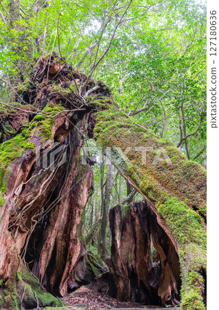 Yakushima Shiratani Unsuikyo Yakusugi stump, living witness of the island (winter) 127180636