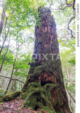 Yakushima Shiratani Unsuikyo Forest (January) Dead Yakusugi trees with beautiful moss 127180680