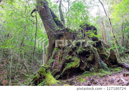 Yakushima Shiratani Unsuikyo: Japan's most beautiful moss forest (January) 127180724