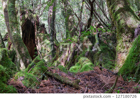 Yakushima Shiratani Unsuikyo Gorge: Sunlight filtering through the trees and mossy forest (January) Yakushima Shiratani Unsuikyo Gorge: Sunlight filtering through the trees and mossy forest (January) 127180726