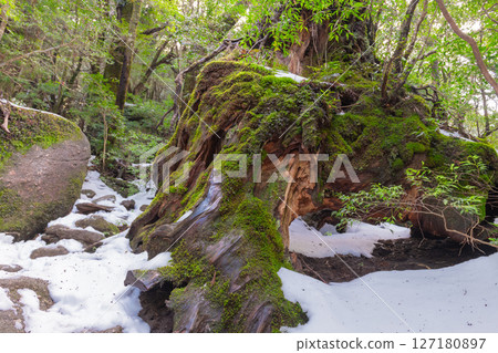 屋久島白谷雲水峽：耐腐敗的屋久杉樹樁（一月） 127180897
