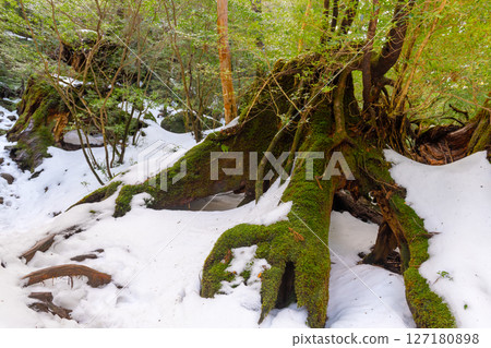 Yakushima Shiratani Unsuikyo Gorge: Yakusugi stump where the gods reside (January 127180898