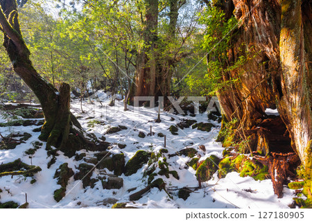 屋久島白谷雲水峽：陽光透過樹木和屋久杉林（1月） 127180905