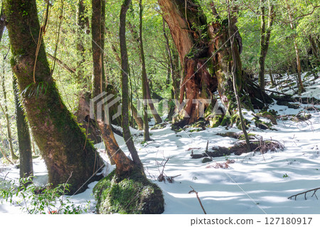 Yakushima Shiratani Unsuikyo: A forest where the gods of the frigid cold reside (January Yakushima Shiratani Unsuikyo: A forest where the gods of the frigid cold reside (January 127180917