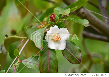 夏拉「黎明前」（夏山茶花）日本紫莖澤蘭 127181004