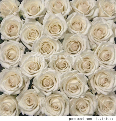 很多白玫瑰 很多白玫瑰 127181045