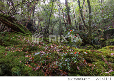 屋久島白谷雲水峽:日本最美的苔蘚森林(一月) 屋久島白谷雲水峽:日本最美的苔蘚森林(一月) 127181181