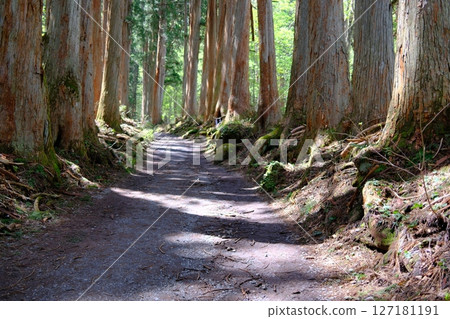 通往戶隱神社內宮的參道，兩旁種滿杉樹和青苔的樹根，是一條神秘的小路 127181191
