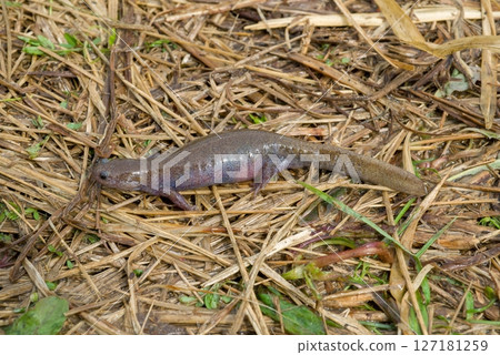 在產卵池附近發現的一隻雌性東京蠑螈 127181259