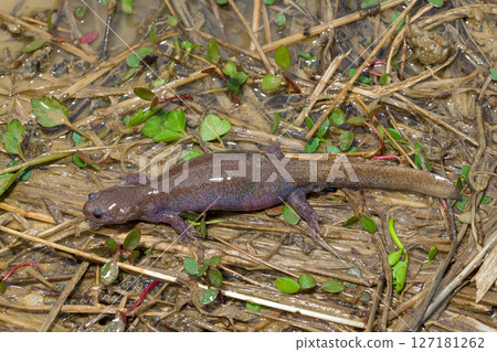 A female Tokyo salamander found near a spawning pond A female Tokyo salamander found near a spawning pond 127181262