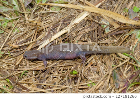 A female Tokyo salamander found near a spawning pond A female Tokyo salamander found near a spawning pond 127181266