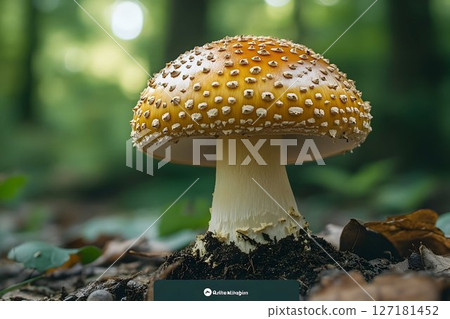 Golden Mushroom in Forest Setting with Detailed Cap Texture 127181452