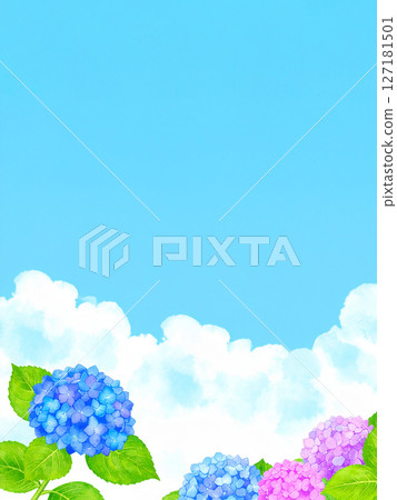 Hydrangea, blue sky, end of the rainy season 127181501