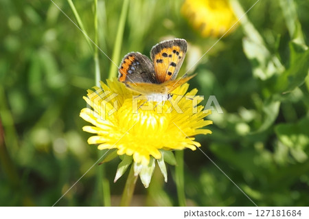 蒲公英和Bennisimi 127181684