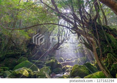 Yakushima Shiratani Unsuikyo Valley: A valley where sunlight filters through the trees and gods reside (January Yakushima Shiratani Unsuikyo Valley: A valley where sunlight filters through the trees and gods reside (January 127182294