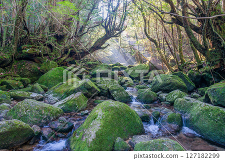 Yakushima Shiratani Unsuikyo Valley: A valley where sunlight filters through the trees and gods reside (January 127182299