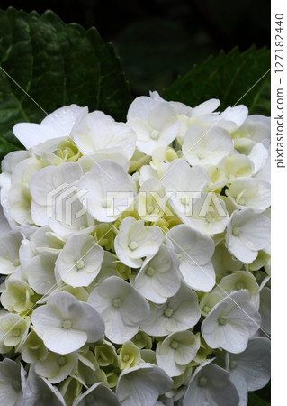 Close-up of a white hydrangea wet with rain Close-up of a white hydrangea wet with rain 127182440