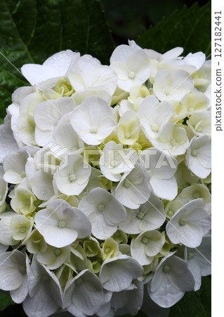Close-up of a white hydrangea wet with rain 127182441