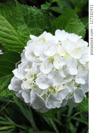 Close-up of a white hydrangea wet with rain Close-up of a white hydrangea wet with rain 127182451