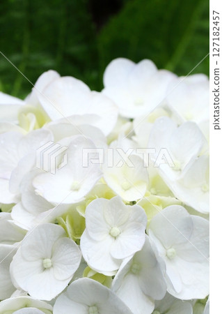 Close-up of a white hydrangea wet with rain 127182457