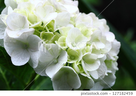 Close-up of a white hydrangea wet with rain 127182459