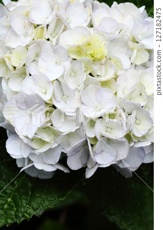 Close-up of a white hydrangea wet with rain Close-up of a white hydrangea wet with rain 127182475