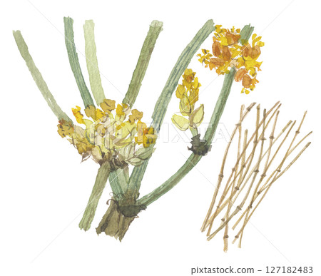 麻黃水彩畫 127182483