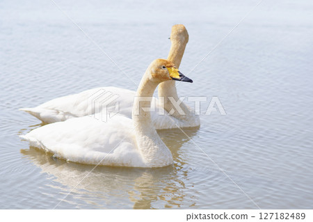 Swan visiting in spring in Hokkaido 127182489