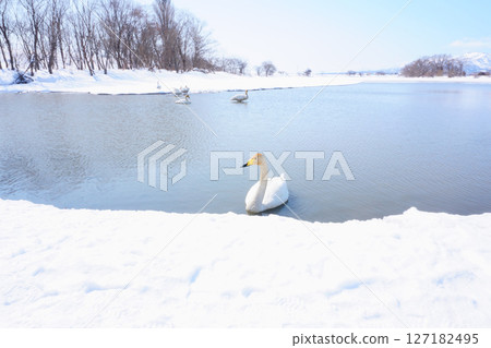 Swan visiting in spring in Hokkaido Swan visiting in spring in Hokkaido 127182495
