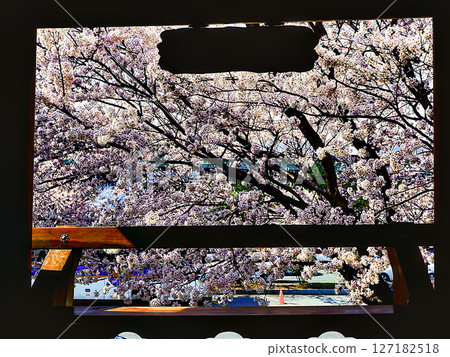 Picnic Shelter Surrounded by Cherry Blossoms in Daejeo Eco Park, Busan 127182518