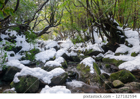 Yakushima Shiratani Unsuikyo Valley, where the gods of extreme cold reside (Winter) 127182594