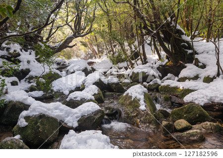 Yakushima Shiratani Unsuikyo Gorge winter scenery, a valley illuminated by snow and sunlight filtering through the trees 127182596