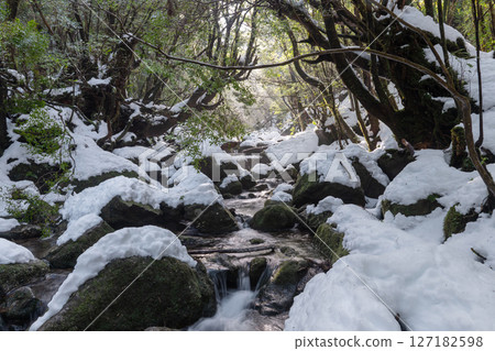 Yakushima Shiratani Unsuikyo Gorge: Sunlight filtering through the trees and the extremely cold valley (winter) 127182598