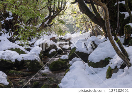 Yakushima Shiratani Unsuikyo Gorge: Sunlight filtering through the trees and the extremely cold valley (winter) Yakushima Shiratani Unsuikyo Gorge: Sunlight filtering through the trees and the extremely cold valley (winter) 127182601