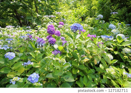 清新的繡球花 清新的繡球花 127182711