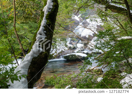 寒神居住的屋久島白谷雲水峽（冬季） 127182774