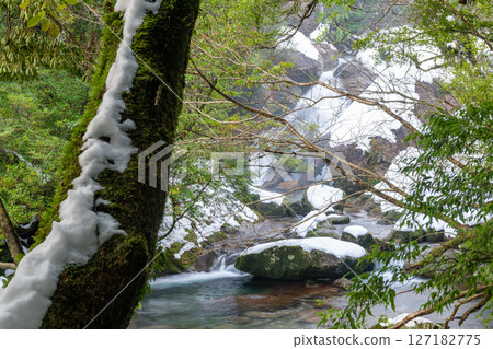 寒神居住的屋久島白谷雲水峽(冬季) 寒神居住的屋久島白谷雲水峽(冬季) 127182775