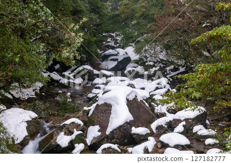 Yakushima Shiratani Unsuikyo Forest (January) A mountain stream and valley where the god of extreme cold lives 127182777