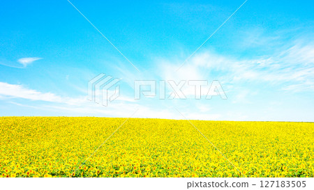 A refreshing summer scene in Hokkaido with blue skies and sunflower fields 127183505