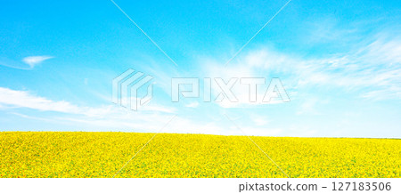 A refreshing summer scene in Hokkaido with blue skies and sunflower fields 127183506