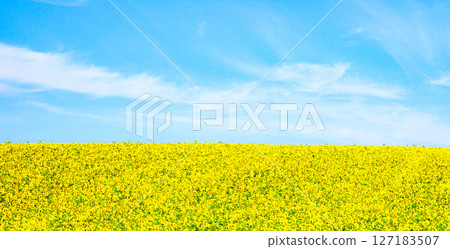 A refreshing summer scene in Hokkaido with blue skies and sunflower fields 127183507
